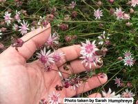 Actinotus forsythii_pink flannel flower