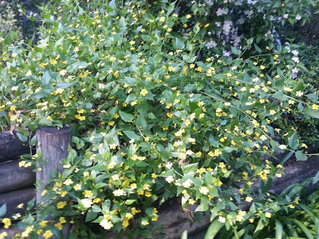Goodenia ovata ‘Goodonya’ Gardening With Angus