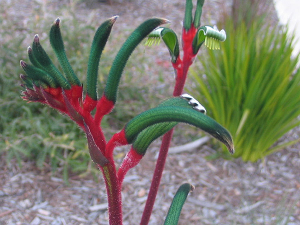Anigozanthos manglesii - red and green kangaroo paw