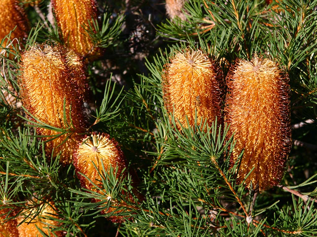 Banksia spinulosa - hairpin banksia