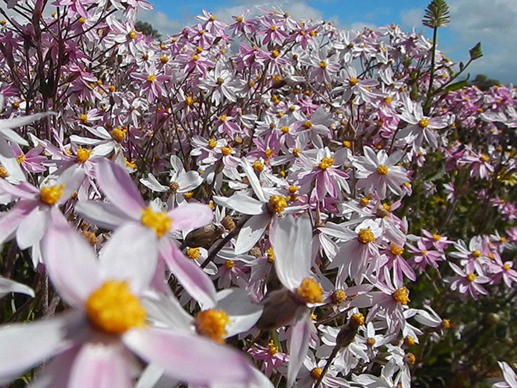 Schoenia cassiniana - pink clusters everlasting daisy