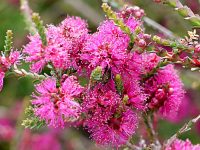 Melaleuca gibbosa 'Pink Passion - honey myrtle