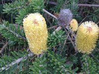 Banksia marginata 'Coastal Spread'