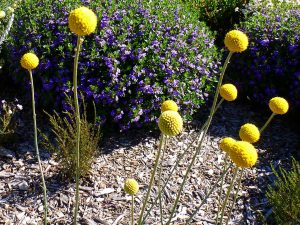 Shop Billy Buttons plants