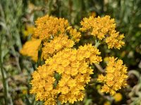 Rhodanthe humboldtiana_ - golden cluster everlasting